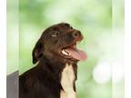 Pug Mix DOG FOR ADOPTION RGADN-1390609 - Luna, A Terrier-Pug puppy - Terrier /