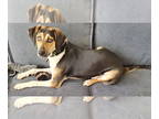 Beagle Mix DOG FOR ADOPTION RGADN-1390612 - Cold Brew - Beagle / Hound / Mixed
