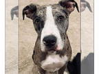 American Staffordshire Terrier Mix DOG FOR ADOPTION RGADN-1390613 - Donatello -
