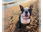 Boston Terrier Mix DOG FOR ADOPTION RGADN-1390615 - Remus - Boston Terrier /