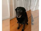 Labrador Retriever DOG FOR ADOPTION RGADN-1390619 - Alissa - Labrador Retriever