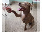 Labrador Retriever Mix DOG FOR ADOPTION RGADN-1390627 - Oscar - Labrador
