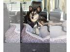 Australian Shepherd-Siberian Husky Mix DOG FOR ADOPTION RGADN-1390628 - Waya -