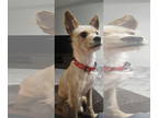 Cairn Terrier DOG FOR ADOPTION RGADN-1390629 - COMMANDO - Cairn Terrier /
