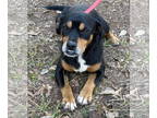 Beagle Mix DOG FOR ADOPTION RGADN-1390631 - Mamacita - Beagle / Mixed Dog For