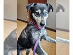 Shollie DOG FOR ADOPTION RGADN-1390634 - Clementine - Border Collie / German
