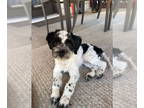 Shih Tzu Mix DOG FOR ADOPTION RGADN-1390635 - Rags - Shih Tzu / Mixed (long