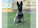 German Shepherd Dog Mix DOG FOR ADOPTION RGADN-1390636 - Leia - German Shepherd