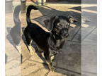 Dachshund Mix DOG FOR ADOPTION RGADN-1390650 - Sam3 - Dachshund / Mixed (short