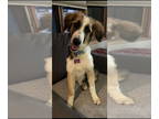 Australian Shepherd-Collie Mix DOG FOR ADOPTION RGADN-1390652 - Whisper - Collie
