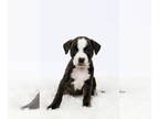 American Pit Bull Terrier-Beagle Mix DOG FOR ADOPTION RGADN-1390655 - Macadamia