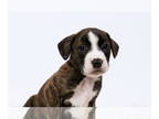 Beagle-Coonhound Mix DOG FOR ADOPTION RGADN-1390661 - Walnut - Beagle /