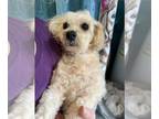 Poodle (Miniature) DOG FOR ADOPTION RGADN-1390665 - Marion - Poodle (Miniature)