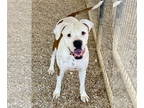 Boxer DOG FOR ADOPTION RGADN-1390667 - Zena - Boxer Dog For Adoption