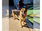 German Shepherd Dog DOG FOR ADOPTION RGADN-1390668 - Dante - German Shepherd Dog