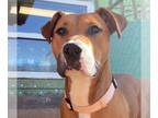 Bullboxer Pit DOG FOR ADOPTION RGADN-1390669 - Leoni Sep 24 - Boxer / American