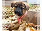 German Shepherd Dog DOG FOR ADOPTION RGADN-1390686 - Clarabelle (FTF-Albany