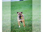 Pug Mix DOG FOR ADOPTION RGADN-1390687 - Tug McGraw - Pug / Mixed Dog For