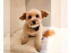 Poodle (Miniature) DOG FOR ADOPTION RGADN-1390689 - Gucci Man - Poodle