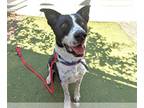 Pointer Mix DOG FOR ADOPTION RGADN-1390699 - MOZZI - Cattle Dog / Pointer /