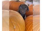 Doberman Pinscher-German Shorthaired Pointer Mix DOG FOR ADOPTION RGADN-1390701