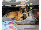 Mastiff Mix DOG FOR ADOPTION RGADN-1390704 - Otis D5989 - ADOPTION BEING
