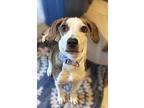 Bubbles, Dachshund For Adoption In Schaumburg, Illinois