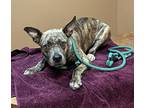 Hershey, American Pit Bull Terrier For Adoption In Jackson, Tennessee