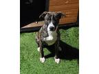 Doris, American Pit Bull Terrier For Adoption In Inglewood, California