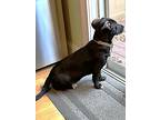 Charlie, Labrador Retriever For Adoption In New York, New York