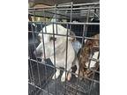 Porkchop, Jack Russell Terrier For Adoption In Mocksville, North Carolina