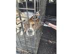 Bella, Jack Russell Terrier For Adoption In Mocksville, North Carolina