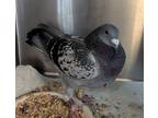Hulk, Pigeon For Adoption In Monterey, California
