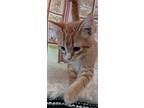 Rusty, American Shorthair For Adoption In Inez, Kentucky