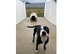 Harlow, American Pit Bull Terrier For Adoption In Newberg, Oregon