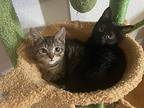 Coffee, Domestic Shorthair For Adoption In Orlando, Florida