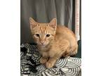 Stroll, Domestic Shorthair For Adoption In Milpitas, California