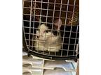 Domino, Domestic Shorthair For Adoption In Milpitas, California