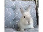 Earl Grey, American For Adoption In Hillside, New Jersey