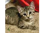 Cali, Domestic Shorthair For Adoption In Jessup, Maryland