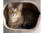 Jasmine, Abyssinian For Adoption In For Lauderdale, Florida