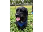 Buzz, Terrier (unknown Type, Small) For Adoption In West Palm Beach, Florida