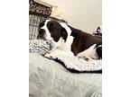Augustine, American Staffordshire Terrier For Adoption In Jacksonville, Florida