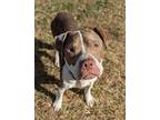 Hey, Boo-boo, American Pit Bull Terrier For Adoption In Richmond, Virginia