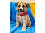 Karson Kiddlehopper, Labrador Retriever For Adoption In Provo, Utah
