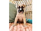 Klem Kiddlehopper, Labrador Retriever For Adoption In Provo, Utah