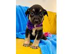 Karla Kiddlehopper, Labrador Retriever For Adoption In Provo, Utah