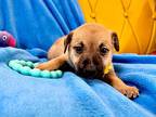Kaiya Kiddlehopper, Labrador Retriever For Adoption In Provo, Utah