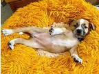 Katie Kiddlehopper, Labrador Retriever For Adoption In Provo, Utah