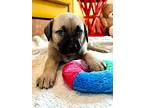 Koko Kiddlehopper, Labrador Retriever For Adoption In Provo, Utah